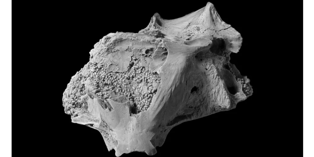 魚の頭蓋骨に「大量のうんち」の化石を発見