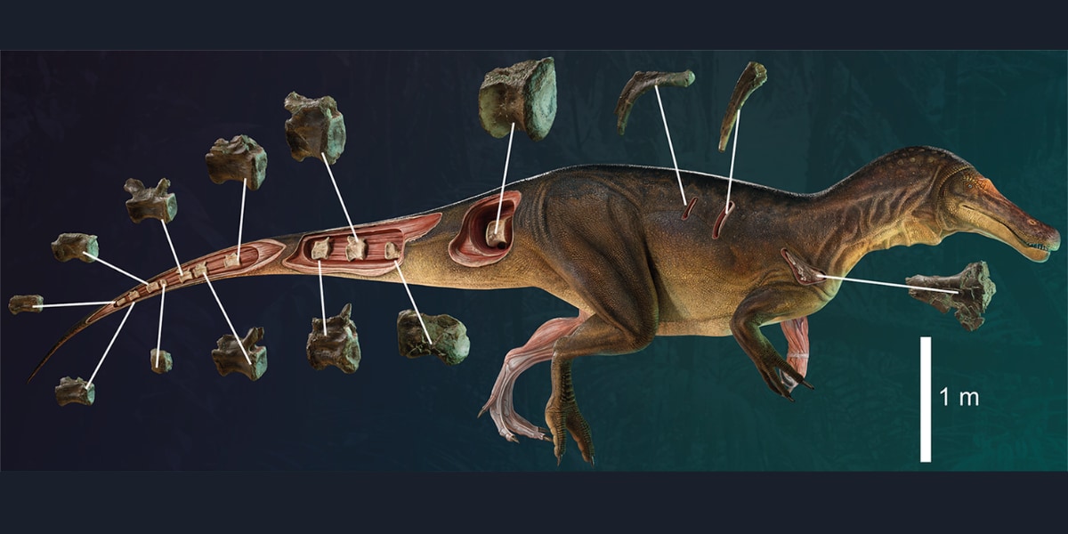 発見された化石が体のどの部位に当たるか示したイラスト