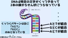 DNAは2本の鎖が対になる文字配列（塩基配列）で結合してらせん状になっている
