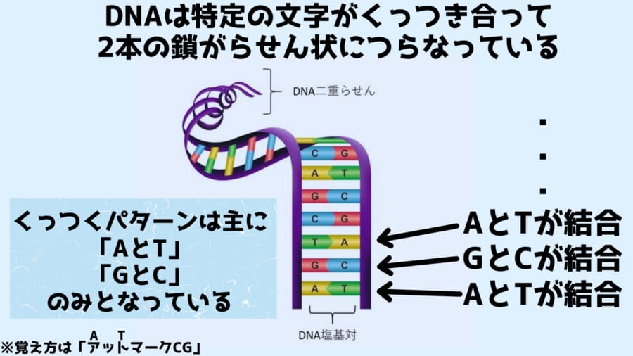 DNAは2本の鎖が対になる文字配列（塩基配列）で結合してらせん状になっている