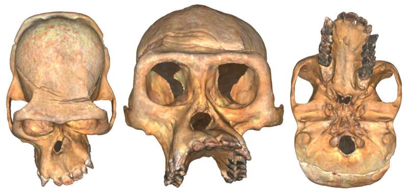 マウンテンゴリラの左右非対称な頭蓋骨