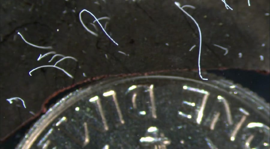 硬貨と比較したT. マグニフィカ（白い部分がフィラメント）