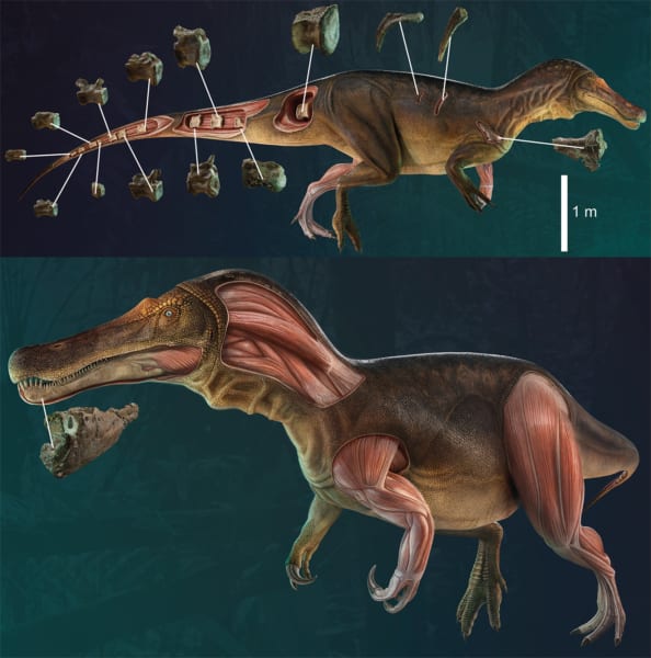 新種の復元イメージと発見された化石の部位を示した図