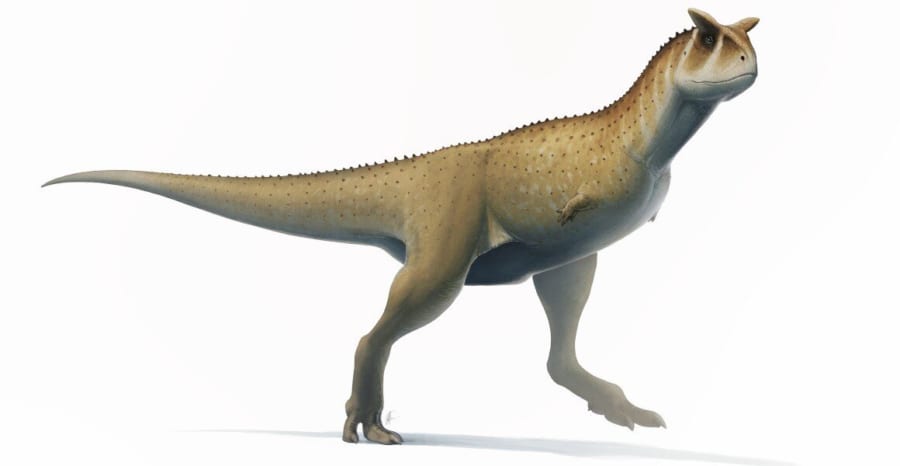 カルノタウルス・サストレイ（アベリサウルス科）
