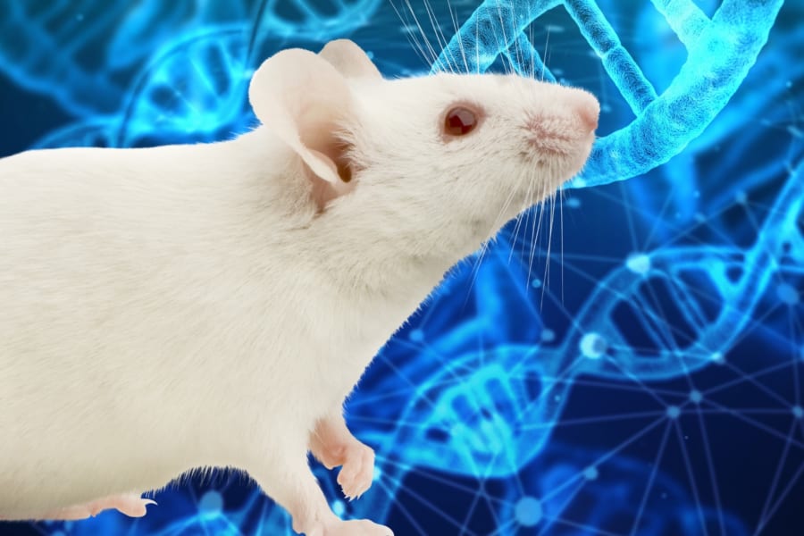 140世代かけて「マウスを魔改造」　人工進化の長期研究が成果を報告！