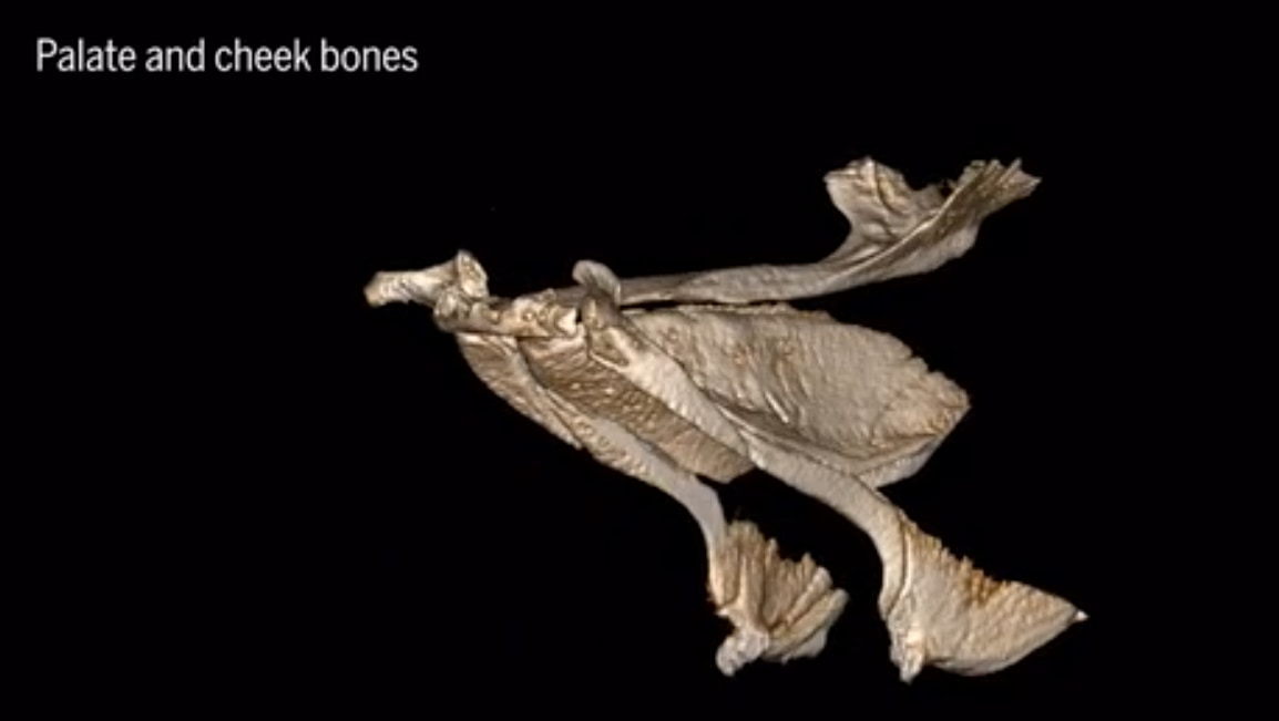 テッポウウオの舌骨と硬口蓋の3Dイメージ