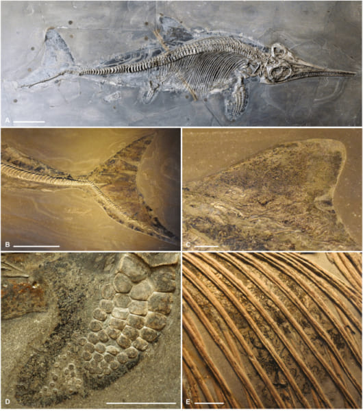 魚竜の骨格や軟組織の化石