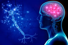 行動抑制系の脳内メカニズムはどうなっているか？