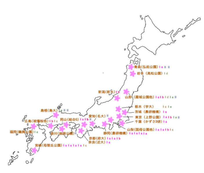 19都府県のソメイヨシノの分布