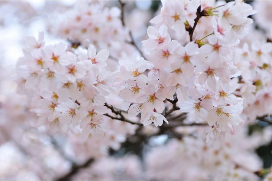 全国の「ソメイヨシノ」の最初の一本にもっとも近い桜を特定！　源流は上野恩賜公園にあった