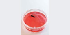アリの嗅覚に「がん細胞」を嗅ぎ分ける能力があった！