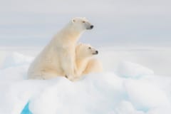 南極はホッキョクグマにとって「楽園」となるが…