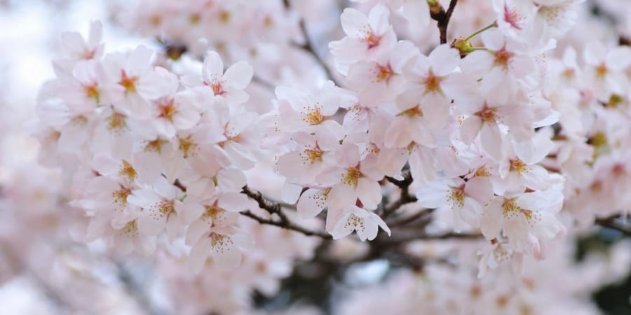 全国の「ソメイヨシノ」の最初の一本にもっとも近い桜を特定！ 源流は