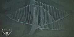 ハープのような見た目の深海生物「コンドロクラディア・リラ」