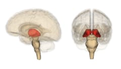 間脳の一部を占める「視床」の位置（赤色）