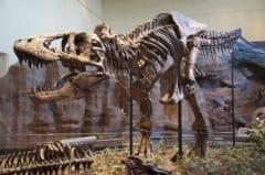 ティラノサウルス・レックスの標本(カーネギー自然史博物館)