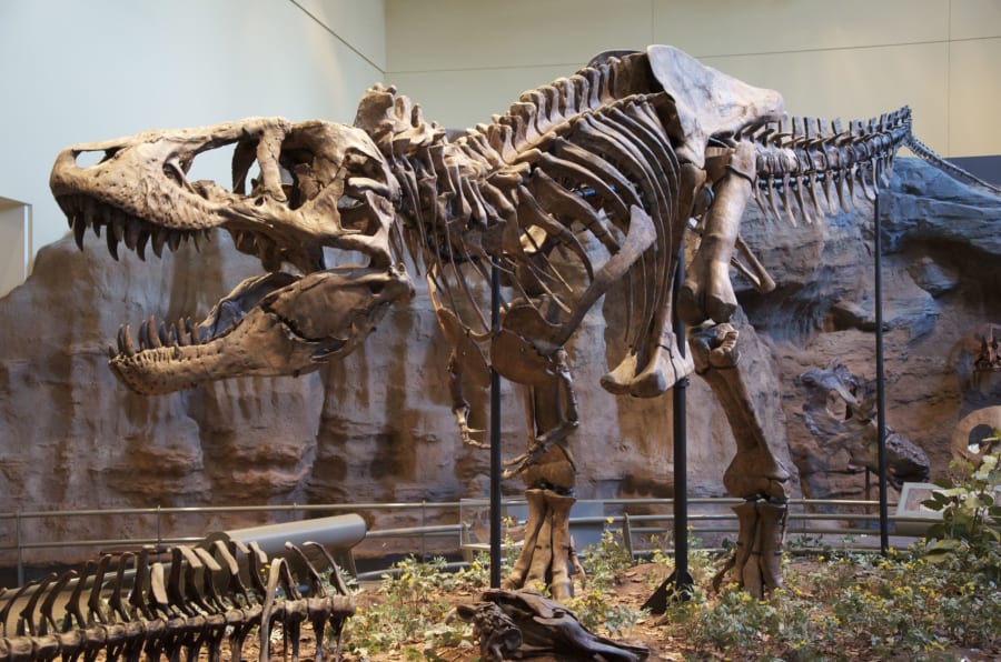 ティラノサウルス・レックスの標本(カーネギー自然史博物館)
