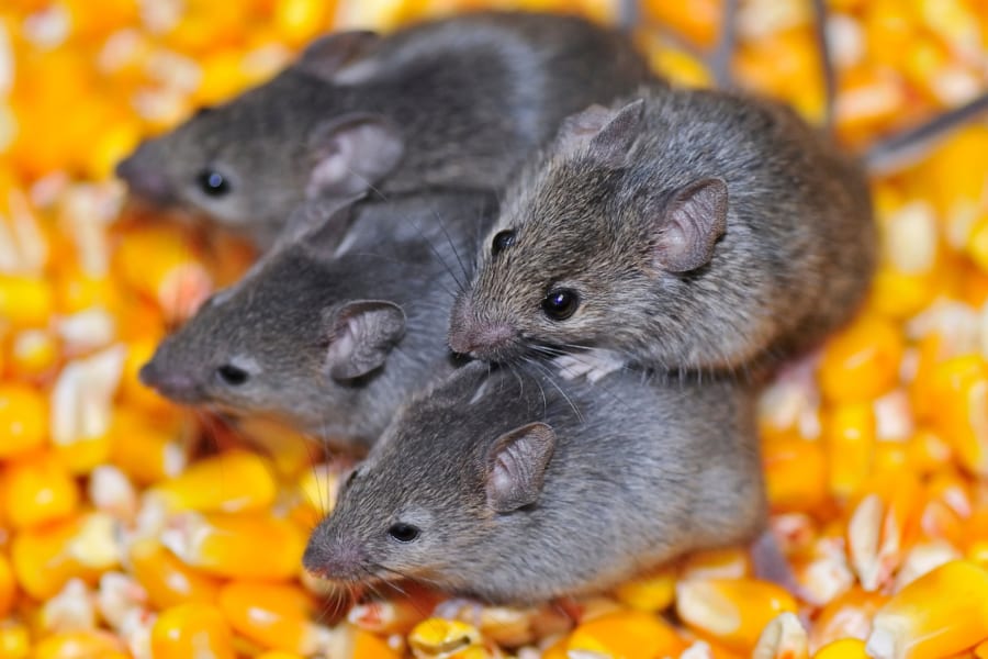 脳を操作する薬でマウスの社会的な「序列」を変更することに成功！