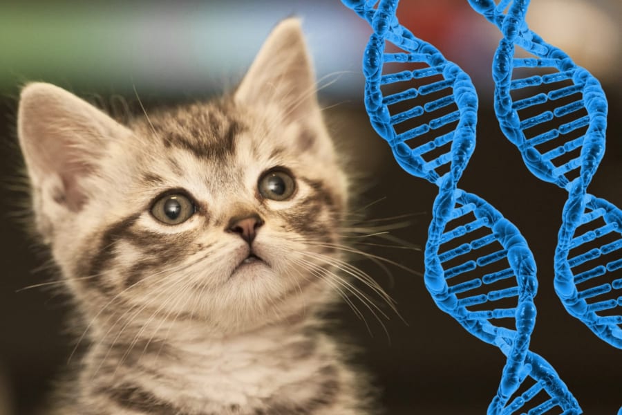 遺伝操作で「猫アレルギーの人でも飼える猫」が誕生しつつある！