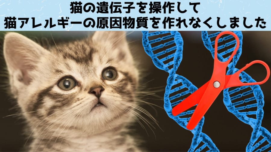 遺伝操作で 猫アレルギーの人でも飼える猫 が誕生しつつある ナゾロジー