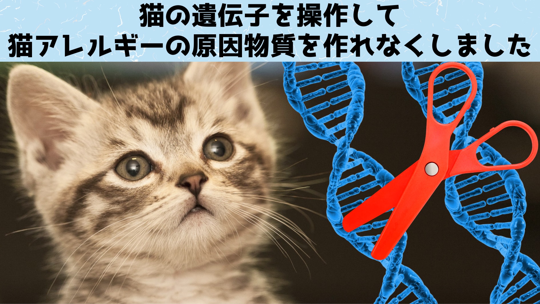 猫を遺伝操作して猫アレルギーの原因物質を作れなくする