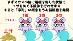 まずマウスに序列の概念を与えている脳細胞を調べました