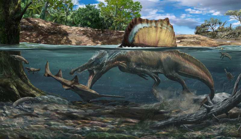 「スピノサウルスは水中を泳げた」ことが判明！　決め手は骨の密度
