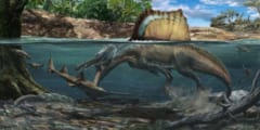 骨密度の調査からスピノサウルスが水中に適応していたと判明