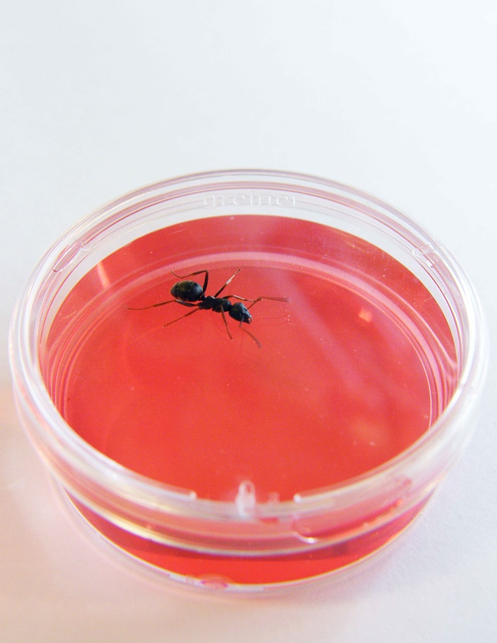 ペトリ皿で培養された細胞の匂いを嗅ぐアリ