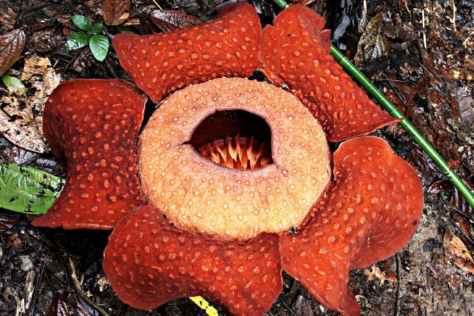 知名度の割に生態に謎の多い「世界最大の花ラフレシア」に新事実！