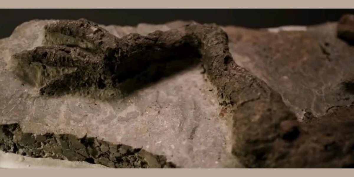 「隕石落下の日」に死んだ恐竜の化石を発見か