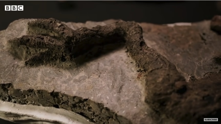 テスケロサウルスの脚の化石