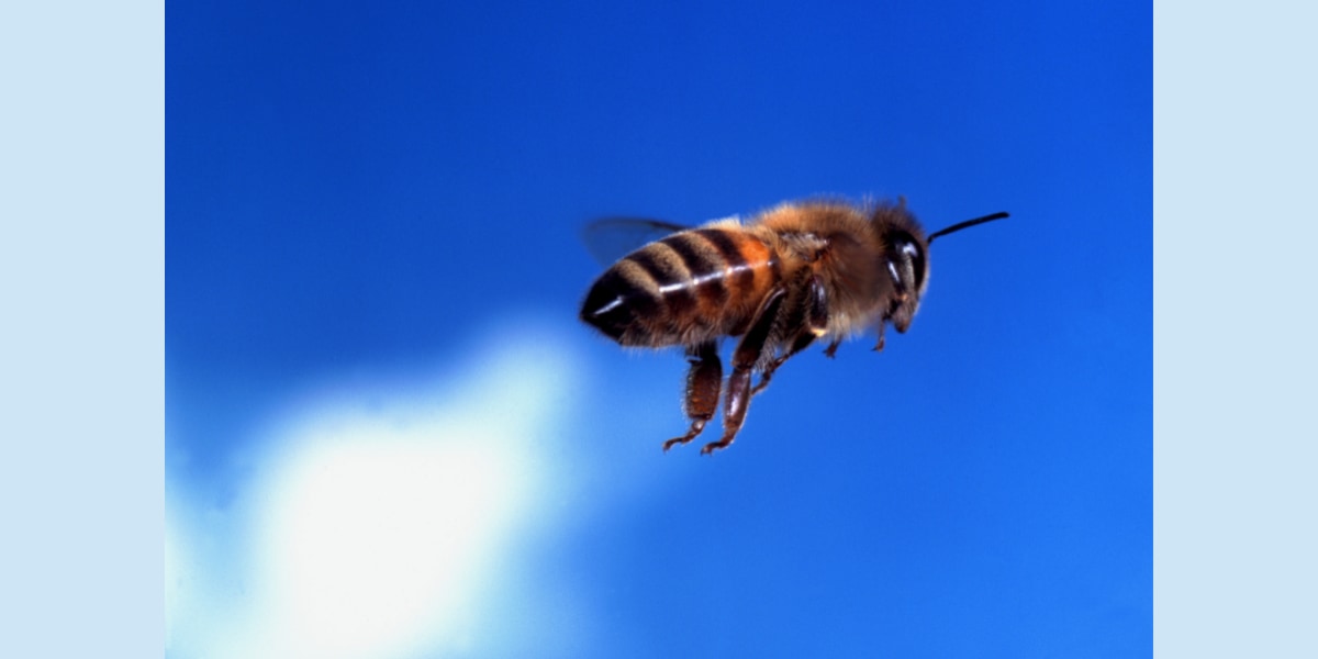 地面が鏡だと墜落するミツバチの謎を解明