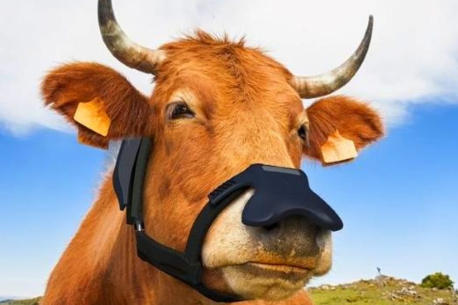 「牛マスク」でメタンを減らす試みが英国の環境賞を受賞