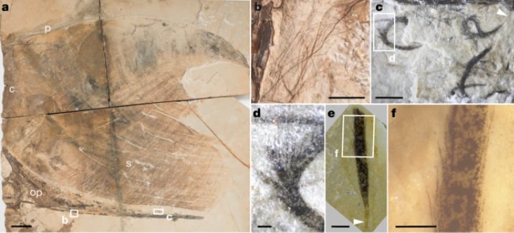 実際の化石と見つかった羽毛の痕跡