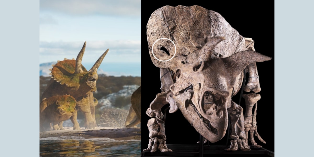 トリケラトプスの骨に「不意打ち」の証拠を発見