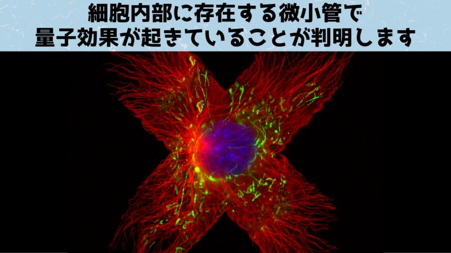 微管遍布整个细胞，在细胞分裂过程中也起到牵拉染色体的作用。