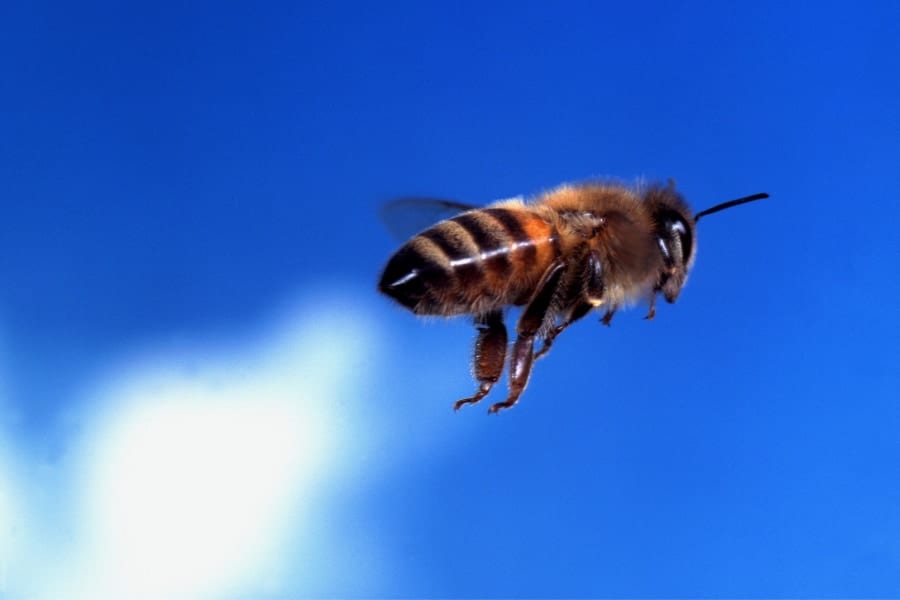 ミツバチは「鏡の上を飛ぶ」と大変なことになる