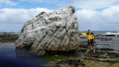 チャタム諸島で見つかった海洋岩石