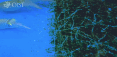 藻類のある場所に入ると、黒っぽく変色するアオリイカ