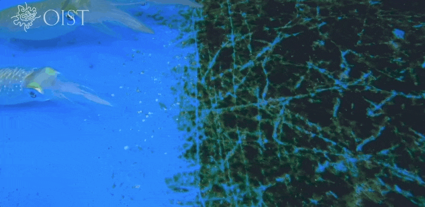 藻類のある場所に入ると、黒っぽく変色するアオリイカ