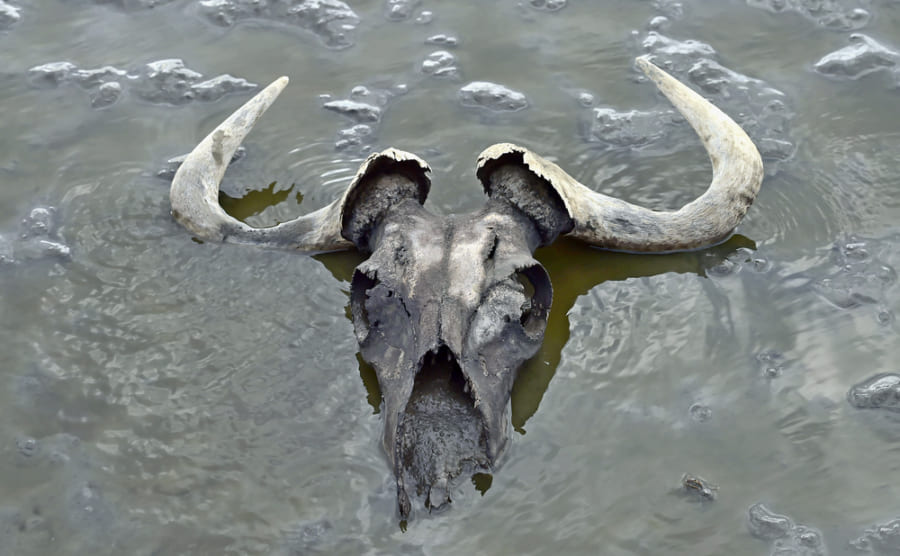 アフリカの動物を石化させる恐怖の湖「ナトロン湖」　もし人間が落ちたらどうなる？
