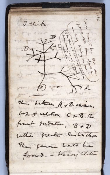 「生命の樹」のスケッチが記されたページ