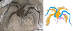 発見された化石、各部位の色分け（青が竹馬のような一対の脚）