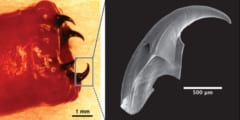海底ワームの強固な牙の生成メカニズムを解明