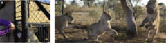 A. オキシトシンの散布　B. 仲間と遊ぶライオン