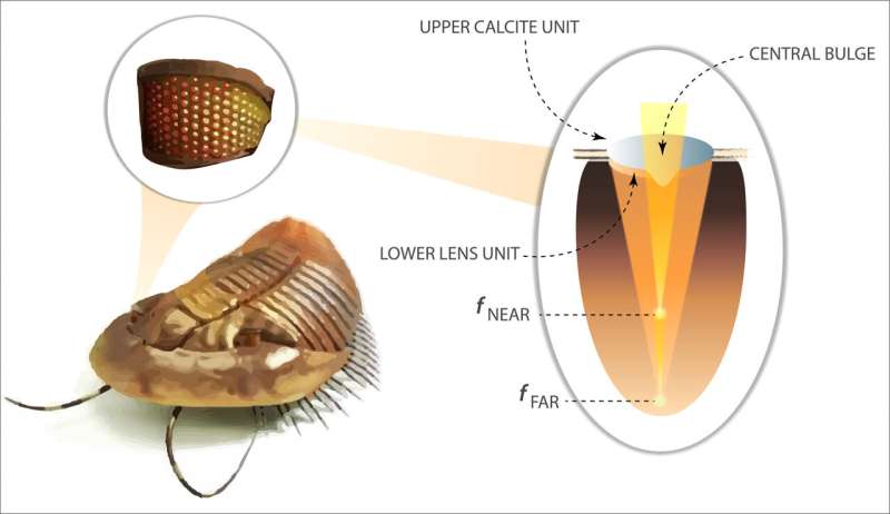 D. ソシアリスの複眼レンズのイメージ図