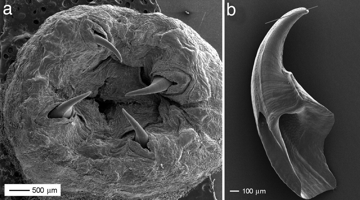 グリセラの牙を電子顕微鏡で拡大した画像