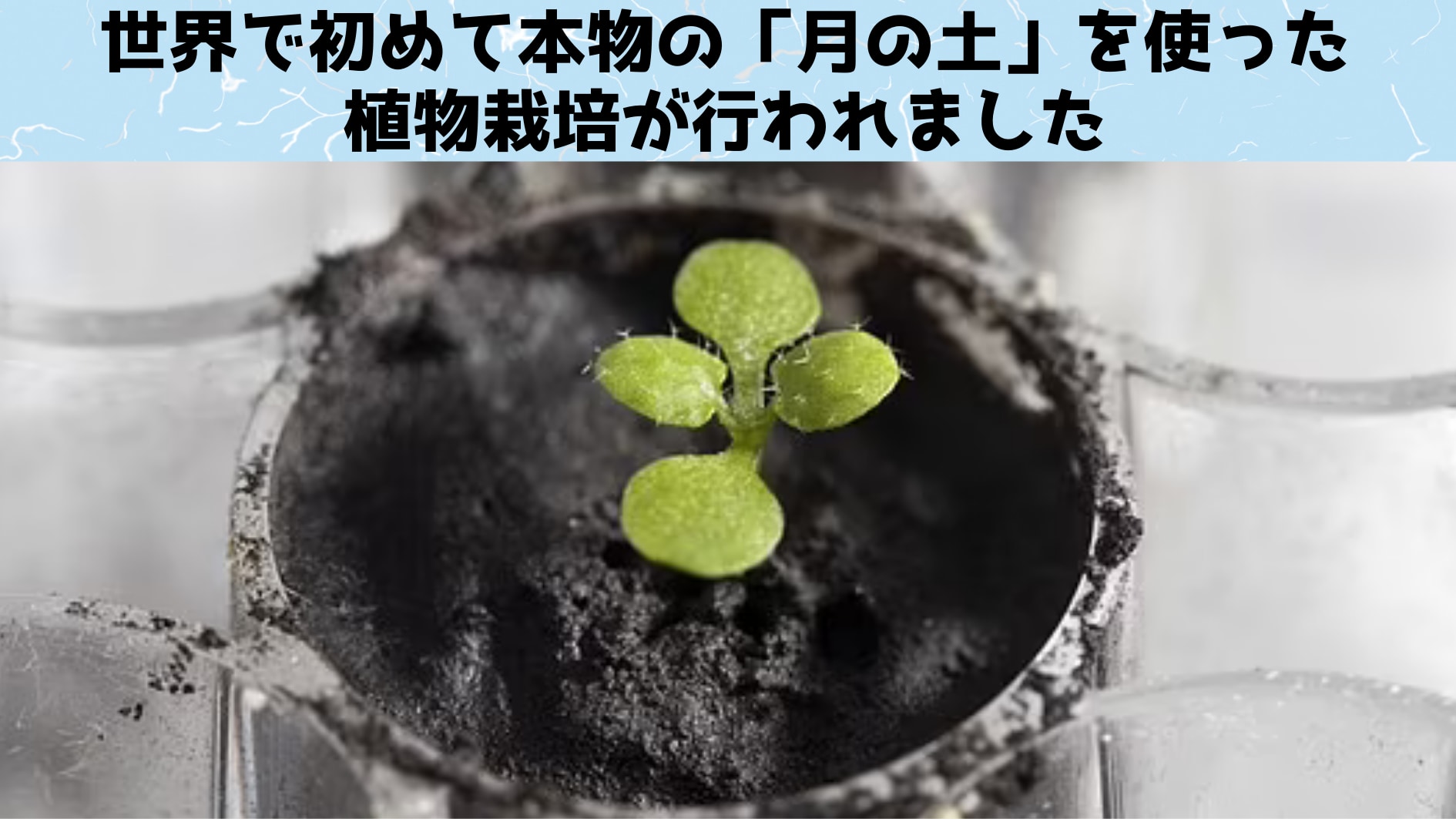 本物の「月の土」で植物栽培に成功！