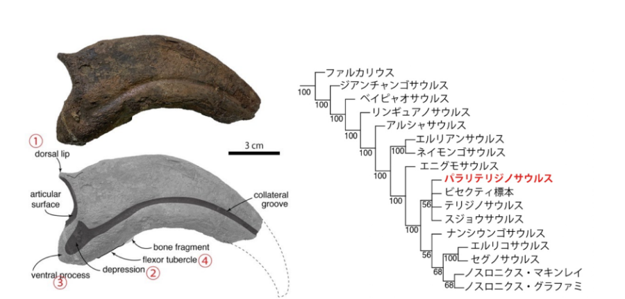 爪先（末節骨）と、テリジノサウルス類の系統樹（右）